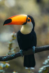 Papier Peint photo Lavable Toucan Tucano-toco isolated bird Ramphastos toco close up portrait in the wild Parque das Aves, Brasil - Birds place park in Brazil Toco-Toucan Toucan toucano-toco