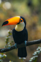 A yellow, white and black colored toucan bird resting on the dried gray stem on a tree and behind...