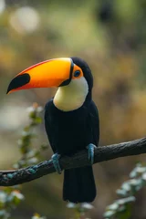 Deurstickers A yellow, white and black colored toucan bird resting on the dried gray stem on a tree and behind the light black grasses background. Toucans are members of the Neotropical near passerine bird. © Tatiana Kashko