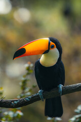 Nature of Brazil. Parque das Aves in Iguazu - common toco toucan (Ramphastos toco) bird. © Tatiana Kashko