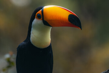 A Toco toucan perched on a branch in the Pantanal, Matto Grosso do Sul, Brazil. © Tatiana Kashko