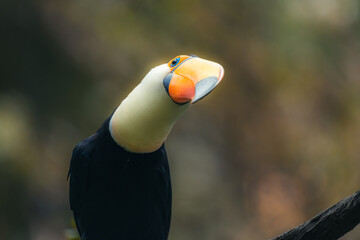 Toco toucan, known as Tucano Toco, are among the animals that can be seen by visitors in the Parque das Aves, the largest bird park in Latin America © Tatiana Kashko