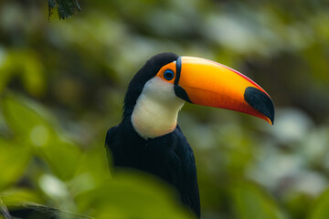The toco toucan (Ramphastos toco), also known as the common toucan or giant toucan, searching for food in the North part of the Pantanal in Brazil