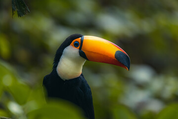 The toco toucan bird on the wood tree