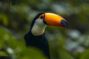 Horizontal banner with beautiful colorful toucan bird (Ramphastidae) on a branch in a rainforest. Toucan bird and leaves of tropical plants on blurred background. Copy space for text © Tatiana Kashko