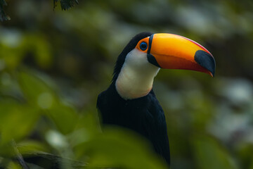 The toco toucan bird on the wood tree in forest