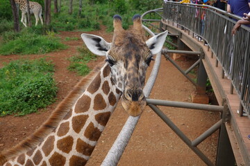 Kenya - Nairobi - Giraffe