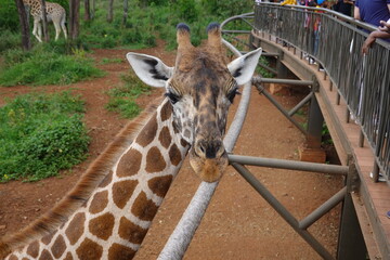 Kenya - Nairobi - Giraffe