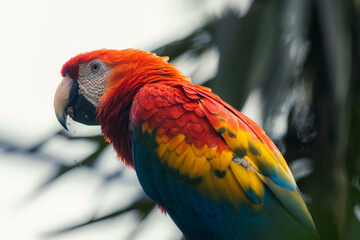 bird sitting on branch.colorful Macaws parrots, Ara parrots.Red-blue-grenn parrot on green background in forest
