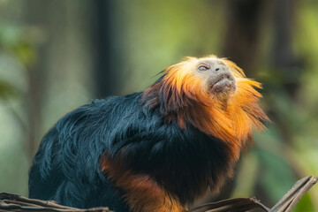 Golden lion tamarin looking over his shoulder.
