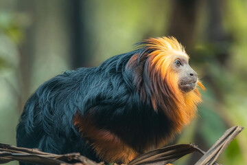 Portrait of adult golden-headed lion tamarin