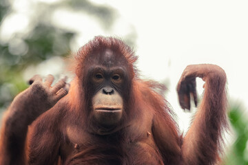 Pongo pygmaeus wurmbii - southwest populations. The orangutans are the only exclusively Asian...