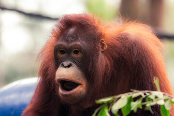 Borneo orangutan showing funny faces, Pongo pygmaeus is an native orangutan species in the island of Borneo. © Tatiana Kashko