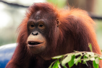orangutan sit on the grass in nature, the background sees the forest, orangutan is endangered in indonesia