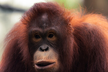 Close up portrait of A baby orangutan in the wild. Indonesia. The island of Kalimantan (Borneo). An excellent illustration.
