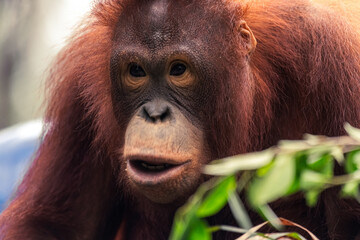 The Borneo Orangutan at Indonesia Safari Park, Pasuruan city, Indonesia