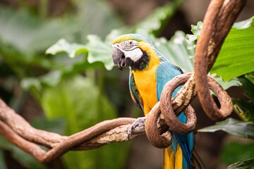 Blue and Yellow Macaw