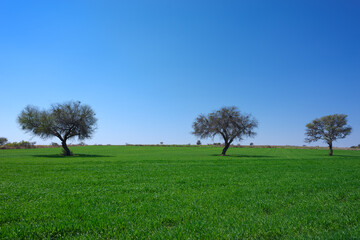 green landscape of a hill of green grass with trees in the middle, a cloudless blue sky of summer day