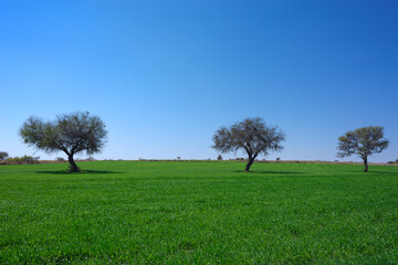 Fototapeta na wymiar green landscape of a hill of green grass with trees in the middle, a cloudless blue sky of summer day