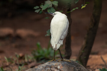 The little egret standing on the rock. It is a white bird with a black beak and yellow eye