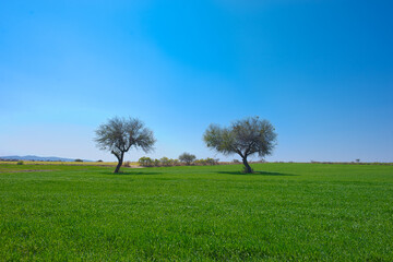 Fototapeta na wymiar green landscape of a hill of green grass with trees in the middle, a cloudless blue sky of summer day