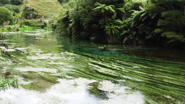 Crystal Clear Water Spring Along Te Waihou Walkway In Tapapa Near Putaruru, New Zealand. Slow Motion