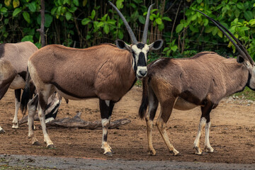 Young gemsbok in Kgalagadi Transfrontier Park