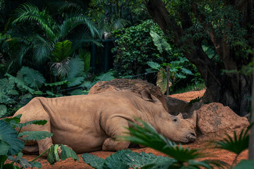 rhino looking away from the camera laying on the left side of the frame in an open space with green...