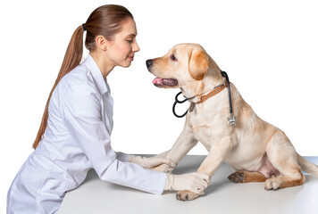 Fototapeta na wymiar veterinary care - french bulldog doctor taking care of human patient on white background