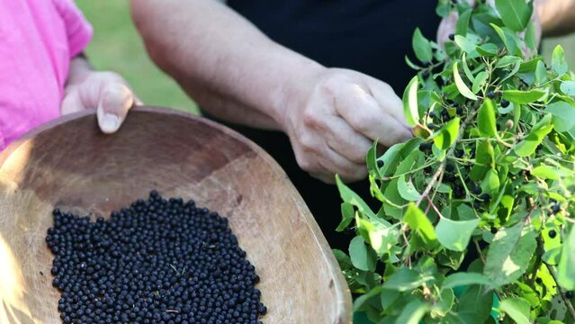 Close up of farmer man's hand picking superfood maqui berry into wooden tray. Aristotelia chilensis