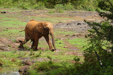 Kenya - Nairobi - Orphan Elephants
