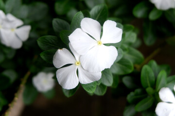 Obraz na płótnie Canvas exotic Gardenia jasminoides flower with green leaves. commonly found in tropical countries. easy plant to grow