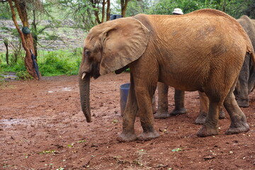 Kenya - Nairobi - Orphan Elephants