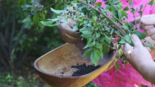 Close up of farmer man's hand picking superfood maqui berry into wooden tray. Aristotelia chilensis