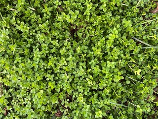 Large clump of green common chickweed growing in the lawn
