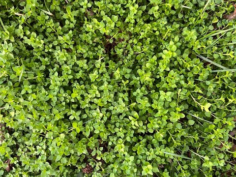 Large clump of green common chickweed growing in the lawn