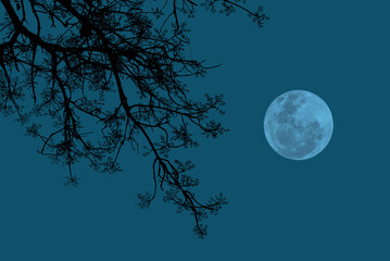 Full moon on sky with tree branch silhouette.