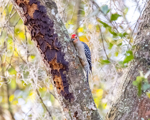 Red bellied woodpecker reztibg her head after pecking a whole in a tree. 
