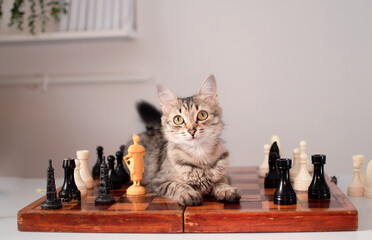 Funny striped cat is sitting on chessboard next to chess pieces. Animal is playing smart board game