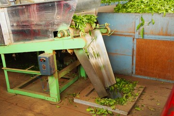 Ooty Nilgiris Tea plantations, and tea-making factories. producing high-quality tea. tea leaves...