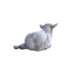 Goat baby character on transparent background. 3d rendering illustration for collage, clipart, composting, pose