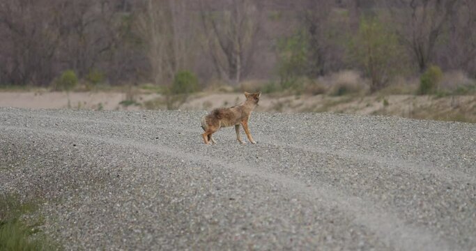 Coyote with injured hind leg limping on levee 