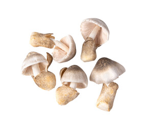 straw mushroom isolated on transparent png