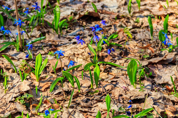 Blue scilla flower (Scilla bifolia) or Squill in forest on spring