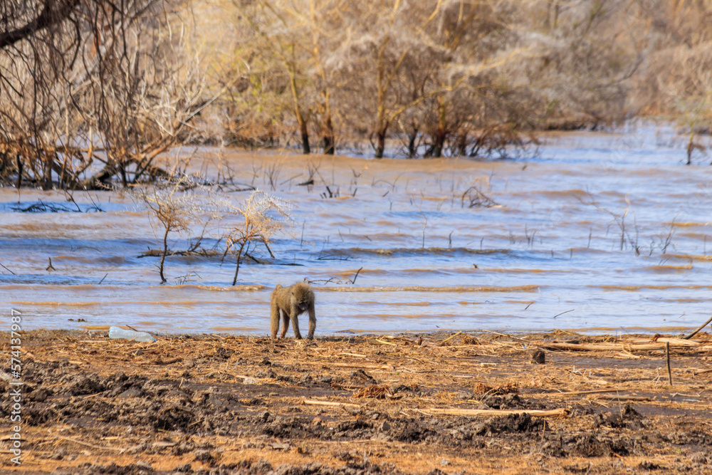 Poster Olive baboon (Papio anubis), also called the Anubis baboon, by water in Lake Manyara National Park in Tanzania