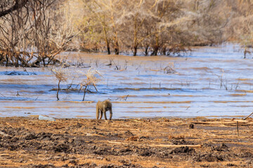 Olive baboon (Papio anubis), also called the Anubis baboon, by water in Lake Manyara National Park in Tanzania