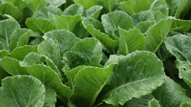 salad farm , Organic splashing salad plantation