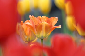 Fototapeta premium 色とりどりに咲き誇る赤白黄色