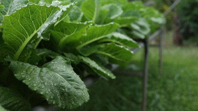 salad farm , Organic splashing salad plantation