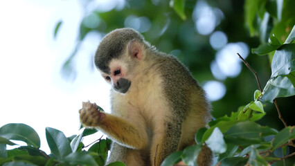 Naklejka na ściany i meble squirrel monkey sitting and eating at manuel antonio of costa rica